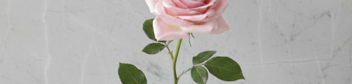 fiore a estelo singolo
